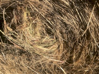 60 x Ryegrass/Shaftal Hay 360kg 5x4 Rolls