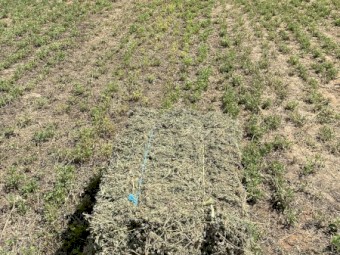 Lucerne Hay Small Squares in packs of 14