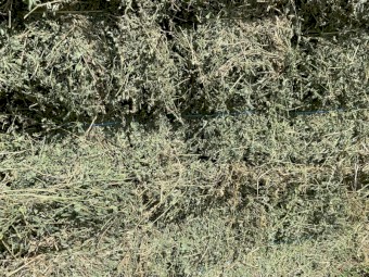 Lucerne Hay Small Squares in packs of 14