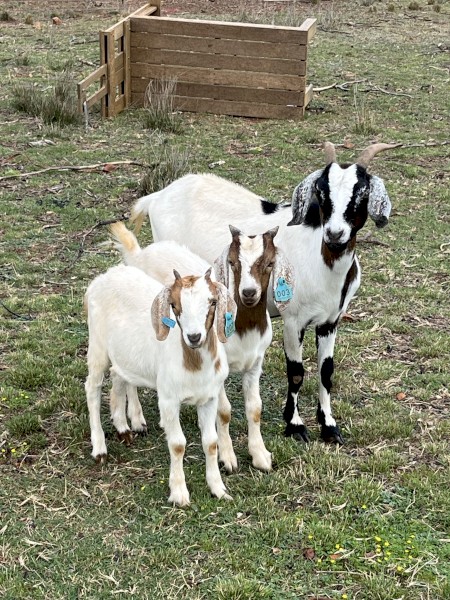 Rangeland x boer goats