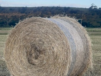 Italian Ryegrass Hay