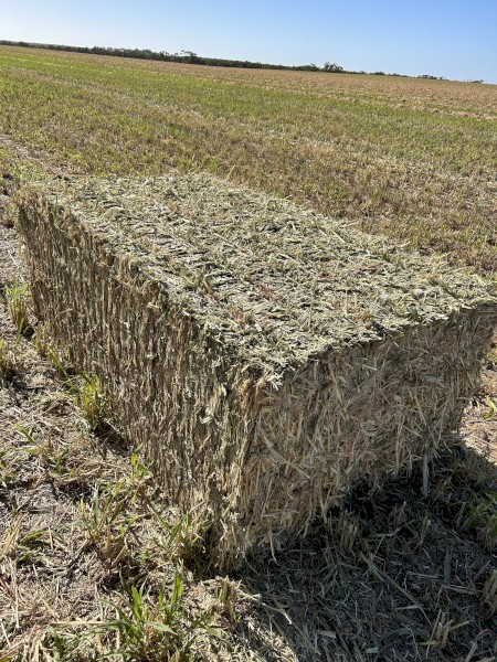 200mt Forage Sorghum Hay 8x4x3 Bales