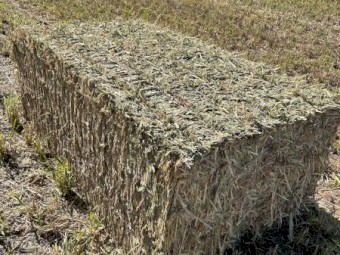 200mt Forage Sorghum Hay 8x4x3 Bales