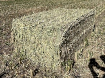 200mt Forage Sorghum Hay 8x4x3 Bales