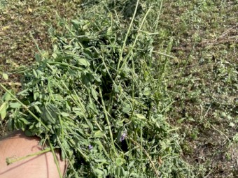 Lucerne Silage