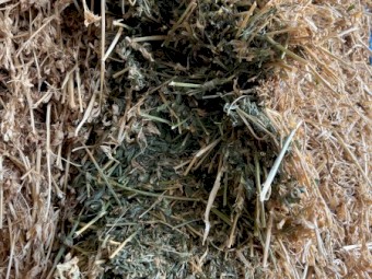 500mt Lucerne Hay 780kg 8x4x3 Bales