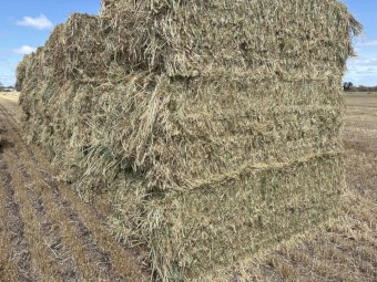 150mt Barley Hay 8x4x3 Bales