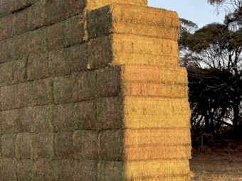 42mt Vetch Hay 680kg 8x4x3 Bales