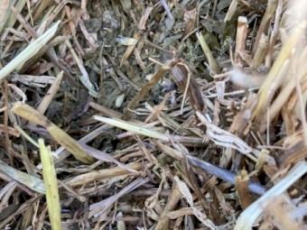 Vetch Hay 2023/24 Season