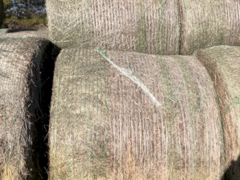 Lucerne Silage