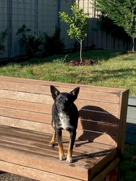Border Collie x Kelpie