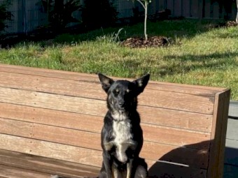 Border Collie x Kelpie
