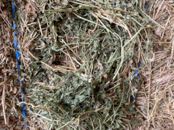200mt Lucerne 620kg 8x4x3 Bales
