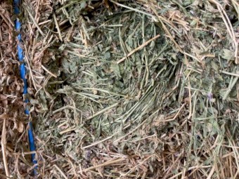 200mt Lucerne 620kg 8x4x3 Bales