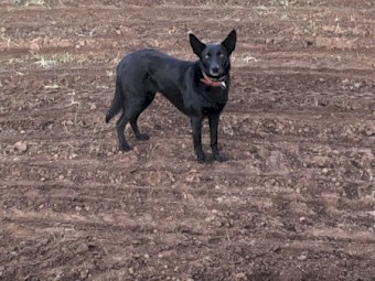 Kelpie female