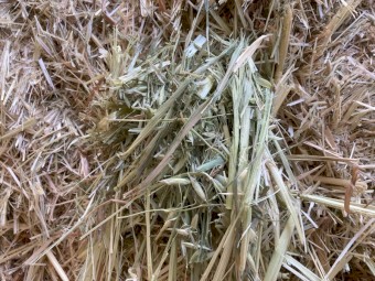 Oaten Hay