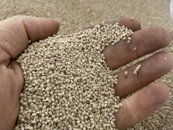 800kg Bulka Bags Shirohie Millet Seed Cleaned and Tested