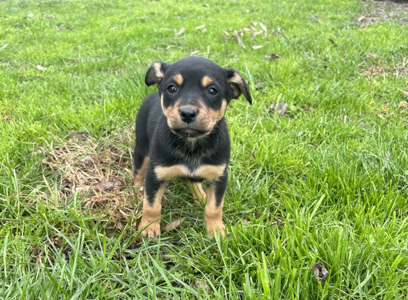 WKC Registered Purebred Kelpie Pups