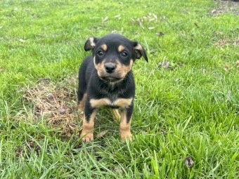 WKC Registered Purebred Kelpie Pups