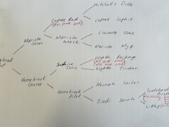 WKC Registered Purebred Kelpie Pups