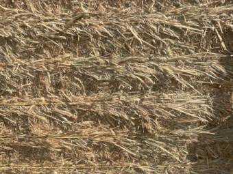 52 X Triticale Hay 500kg 8x4x3 Bales