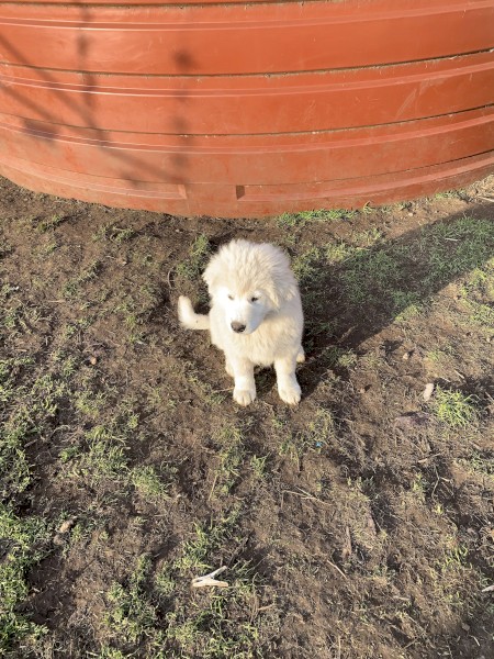 Pure Bred Maremma pups