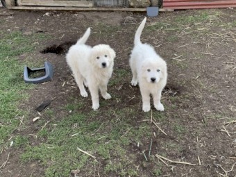 Pure Bred Maremma pups