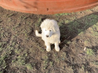 Pure Bred Maremma pups