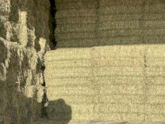 Organic oaten hay NOP certified