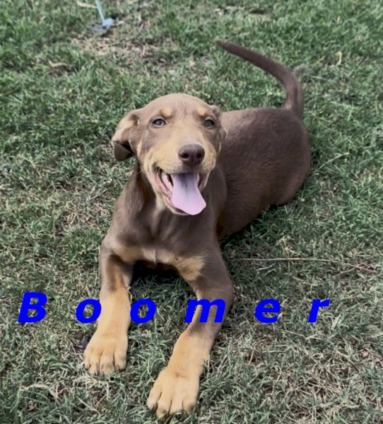 Pure Bred Kelpie Pups for Sale