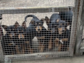 Kelpie Puppies