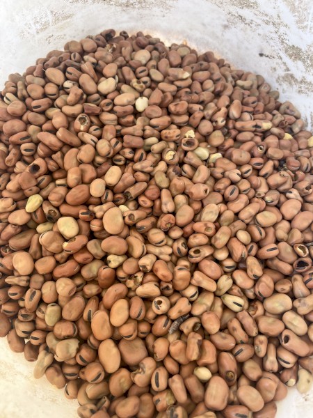 20-30 mt Feed Beans