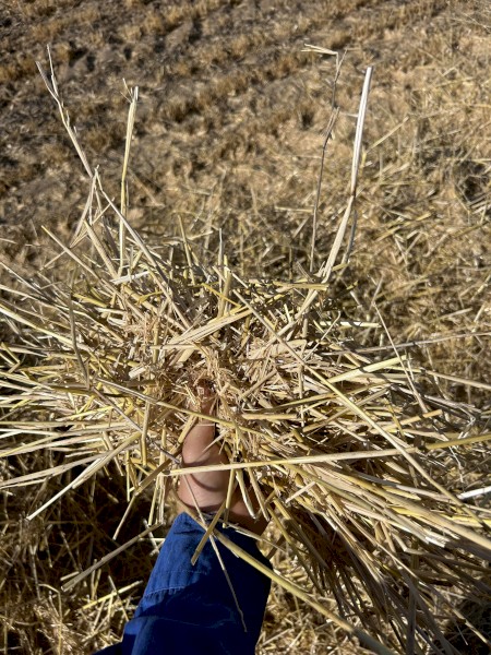 550mt Barley Straw 8x4x3 Bales