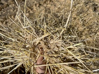 550mt Barley Straw 8x4x3 Bales