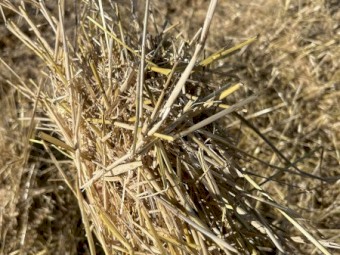 550mt Barley Straw 8x4x3 Bales