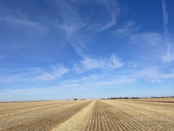 550mt Barley Straw 8x4x3 Bales