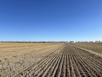 280mt Wheat Straw 8x4x3 Bales (Header Tailings)