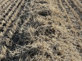 280mt Wheat Straw 8x4x3 Bales (Header Tailings)