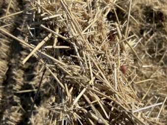 280mt Wheat Straw 8x4x3 Bales (Header Tailings)