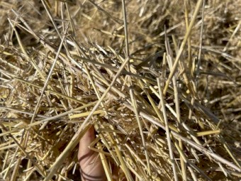550mt Barley Straw 8x4x3 Bales (Header Tailings)