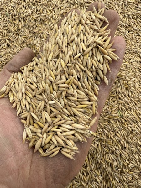 Bannister Oat Seed