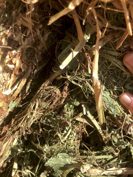 60 x Field Pea Hay 465kg 8x4x3 Bales