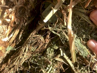 60 x Field Pea Hay 465kg 8x4x3 Bales