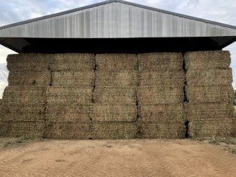60 x Field Pea Hay 465kg 8x4x3 Bales