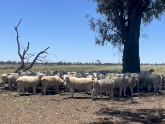 White Suffolk Flock Rams x 50