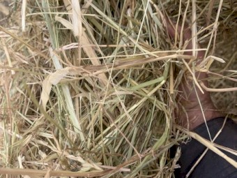 200 x Barley and Grass Mix Hay 5x4 Bales