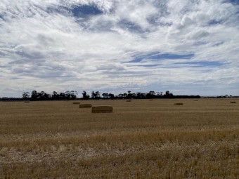 200mt Wheaten Straw 8x4x3 Bales