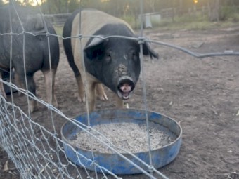 2 x Saddleback Cross Pigs (Glits)