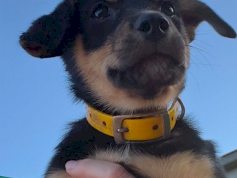 Pure Breed Kelpie Pup