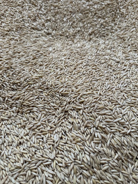 10 mt Yallara Oat Seed